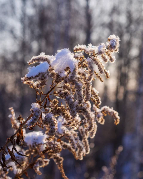 Замерзшая Сухая Трава Закрой Абстрактная Зима Осеннего Природного Фона — стоковое фото