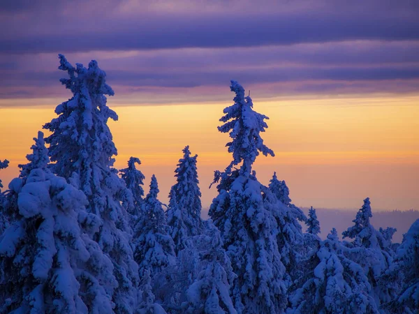 Snow Covered Trees Winter Sunset Foothills Ural Mountains — Stock Photo, Image