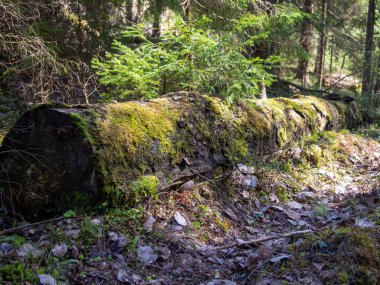 Old log in the forest overgrown with moss
