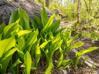 Green lily of the valley meadow in the spring sunny forest.