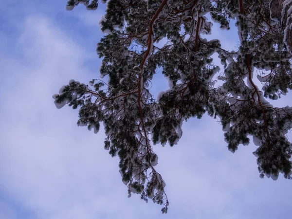 Зимний Фон Пушистые Сосновые Ветви Покрытые Снегом Вид Снизу Вверх — стоковое фото