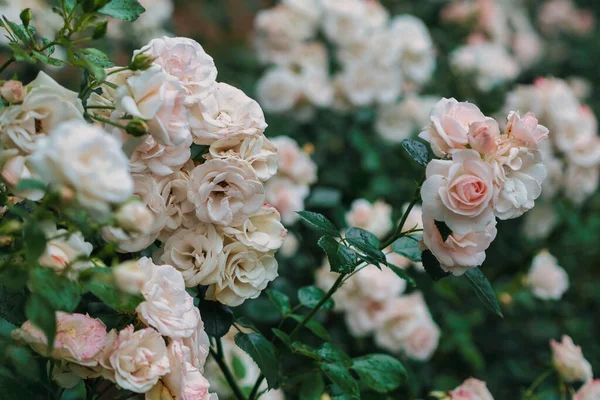 Прекрасные Увядшие Белые Розы Конце Лета — стоковое фото