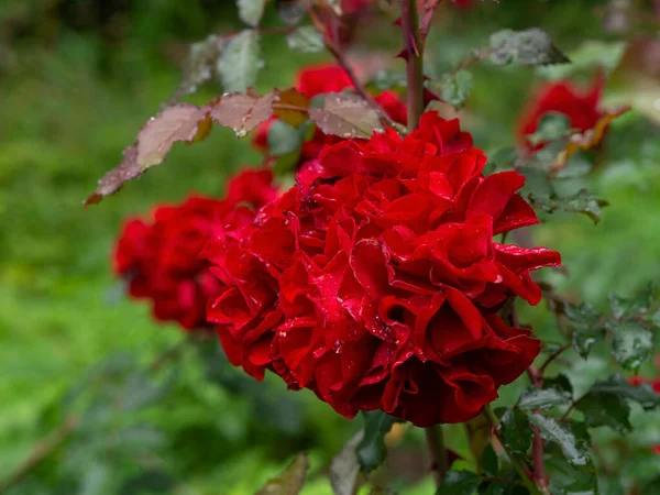 Цветущая Красная Роза Саду — стоковое фото