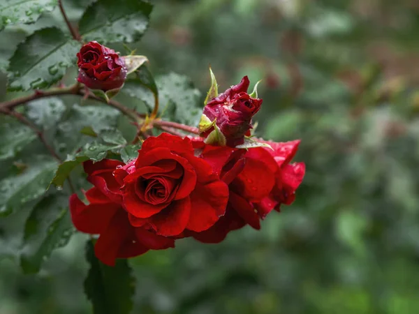 Цветущая Красная Роза Саду — стоковое фото
