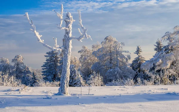 Fabulous Winter Landscape Snow Covered Trees Ural Winter Forest — Stock Photo, Image