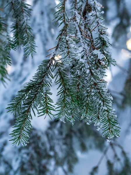 Dennenboom Naalden Bedekt Met Sneeuw — Stockfoto