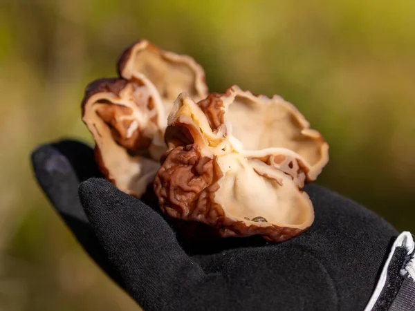 Den Händen Eines Geschnittenen Pilzes Gyromitra Esculenta — Stockfoto