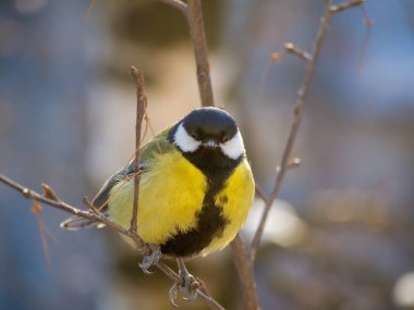 A great tit sits on a tree branch. Bird close up