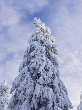 Muhteşem kış manzarası. Ural kış ormanında karla kaplı ağaçlar
