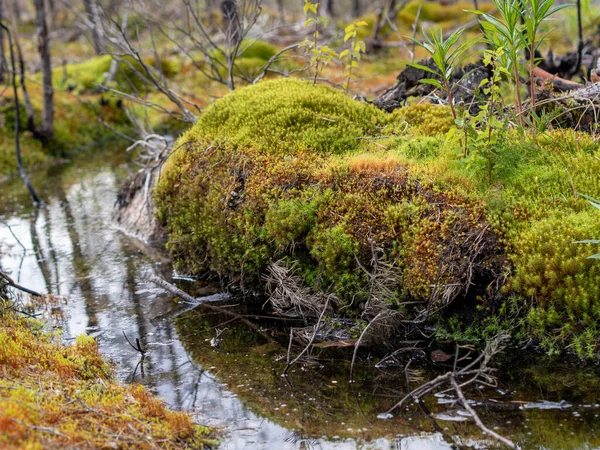 Heiterer Bach Fließt Zwischen Moosbedeckten Felsen Wald — Stockfoto