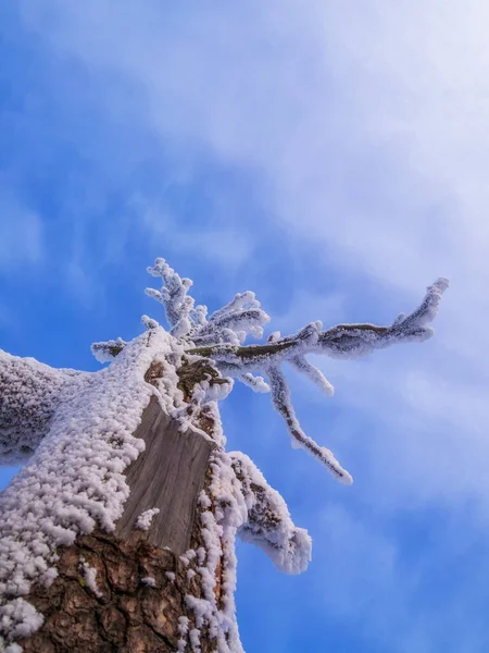 Сказочный Зимний Пейзаж Заснеженные Деревья Уральского Зимнего Леса — стоковое фото