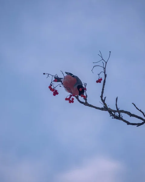 Pájaro Rojo Pinzón Euroasiático Pyrrhula Pyrrhula Sentado Las Ramas Rosa —  Fotos de Stock