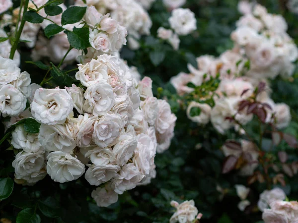 Mooie Verwelkte Witte Rozen Late Zomer — Stockfoto