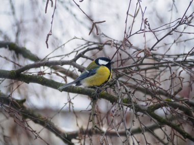 A great tit sits on a tree branch. Bird close up