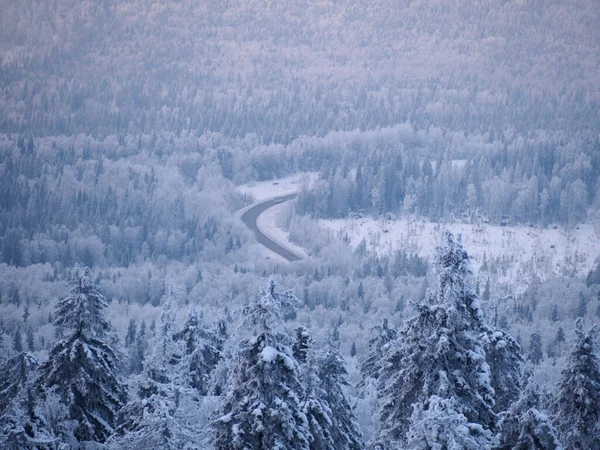 冬の雪に覆われた木々の間の雪に覆われた道 ウラルフォレスト — ストック写真