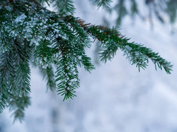 Сосновая Ветвь Иглы Покрытые Снегом — стоковое фото