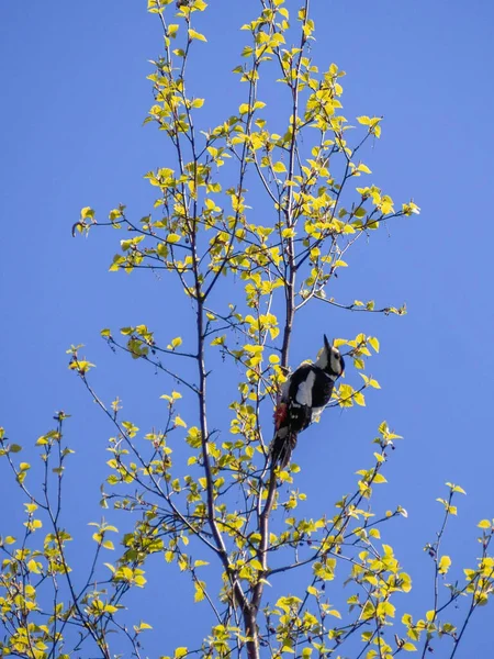 소나무 딱따구리 — 스톡 사진
