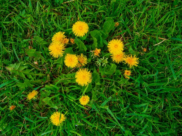 Çimlerde Karahindiba Sarı Karahindiba Çiçeği Yeşil Çimenler Yakın Plan Bahar — Stok fotoğraf