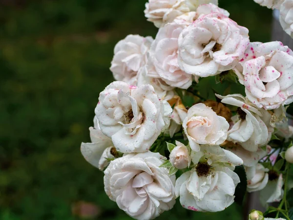 Όμορφα Μαραμένα Λευκά Τριαντάφυλλα Στα Τέλη Του Καλοκαιριού — Φωτογραφία Αρχείου