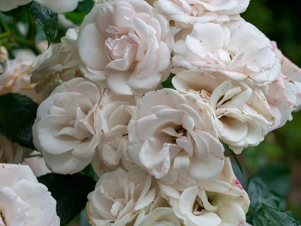 Όμορφα Μαραμένα Λευκά Τριαντάφυλλα Στα Τέλη Του Καλοκαιριού — Φωτογραφία Αρχείου