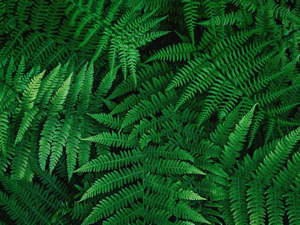Běžný Polypody Polypodium Vulgare Tmavě Zelené Kapradinové Listy Botanické Listoví — Stock fotografie