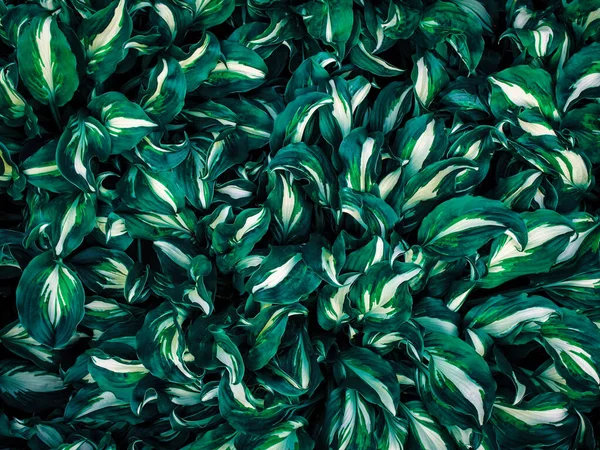 Tropické Listy Abstraktní Zelené Listy Textury Příroda Pozadí — Stock fotografie