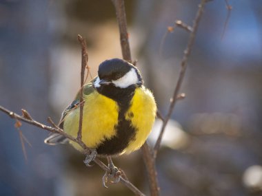 A great tit sits on a tree branch. Bird close up.