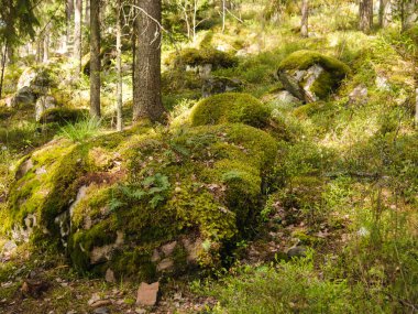 Sihirli peri masalı ormanı. Yeşil yosun kaplı kozalaklı orman. Mistik atmosfer. fotoğraf