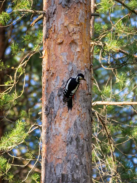 Pica Pau Apoio Branco Pinheiro Uma Floresta Verão Foto — Fotografia de Stock