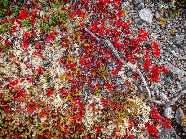 Otoño Una Hermosa Alfombra Tundra Varios Musgos Colores Brillantes Plantas — Foto de Stock