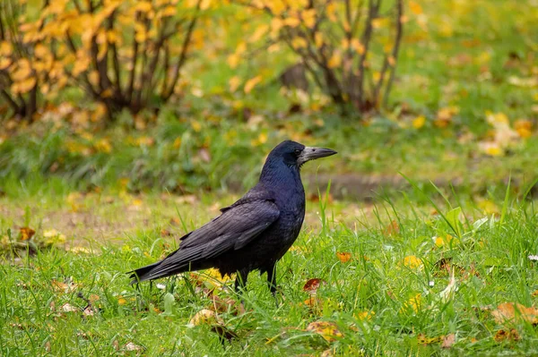 Avrasya kalesi Corvus frugilegus 'un portresi. Çıplak gagalı kara kuş çimenlerde yürüyor ve yiyecek arıyor. fotoğraf