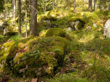 Sihirli peri masalı ormanı. Yeşil yosun kaplı kozalaklı orman. Mistik atmosfer. fotoğraf
