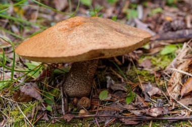Leccinum scabrum. Ormanda büyük şapkalı yaygın bir boletus. fotoğraf