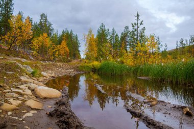 Şiddetli yağmurdan sonra ormanlar ve tarlalar arasındaki kirli kır yolu. fotoğraf