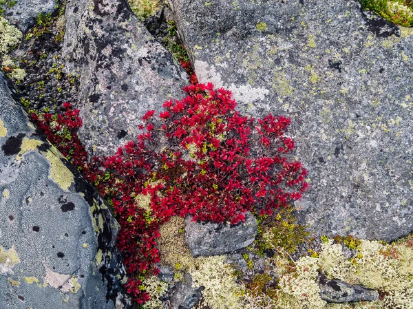 Sonbaharda, parlak renklerde çeşitli yosunlardan oluşan güzel bir tundra halısı. Kırmızı, yeşil ve sarı bitkiler kayalarda.