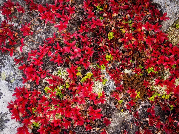 Otoño Una Hermosa Alfombra Tundra Varios Musgos Colores Brillantes Plantas — Foto de Stock