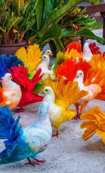 Разноцветные Расписные Птицы Голубей Райский Парк Самуи Таиланд Фото — стоковое фото