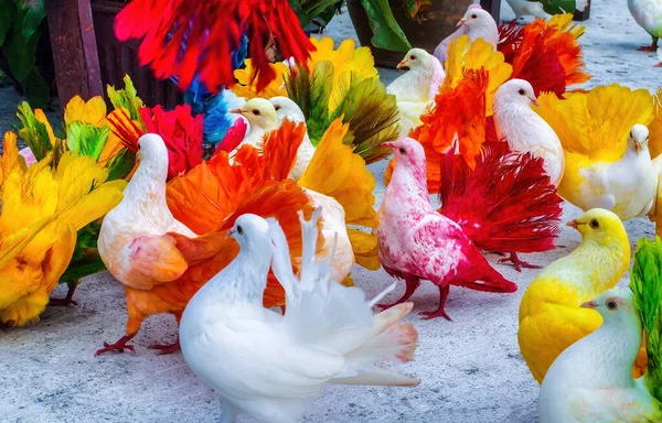 Разноцветные Расписные Птицы Голубей Райский Парк Самуи Таиланд Фото — стоковое фото