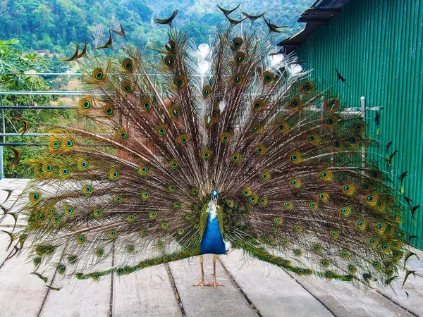Peacock dance - male peacock showing feathers. photo