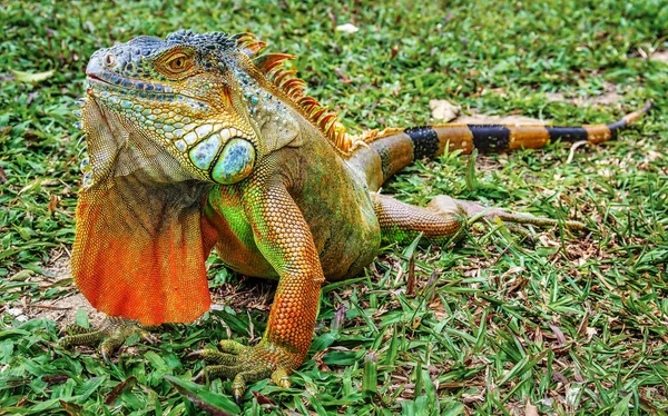 Uma Iguana Verde Também Conhecida Como Iguana Americana Colocada Banco — Fotografia de Stock