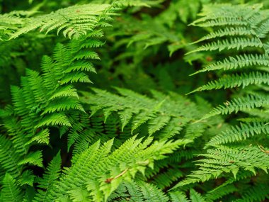 Yaygın polipodyum vulgare. Koyu yeşil eğreltiotu yaprakları. Botanik yaprak dokusu. Taze yeşil eğrelti otu yaprakları.
