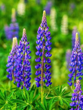 Gün batımında çayırda kır çiçekleri. Mor çiçekler lupinus, lupin. Yaz çiçeği arka planı