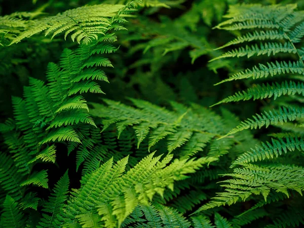 Běžný Polypody Polypodium Vulgare Tmavě Zelené Kapradinové Listy Botanické Listoví — Stock fotografie