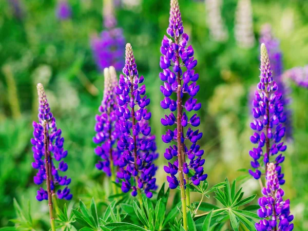 Zomer Wilde Bloemen Lupine Weide Bij Zonsopgang Paarse Bloemen Lupinus — Stockfoto