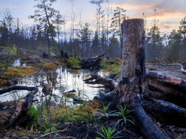 Karelya ormanının manzarası. Ormandaki küçük bir gölün kıyısında iki kütük.