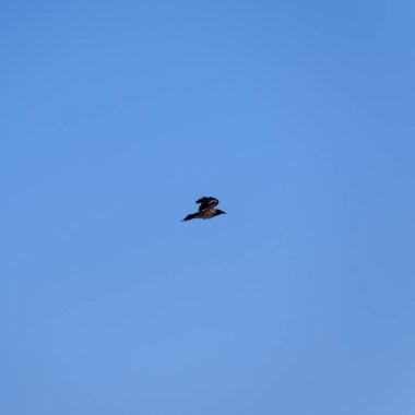 Uçan bir Carrion Crow Corvus koronu...