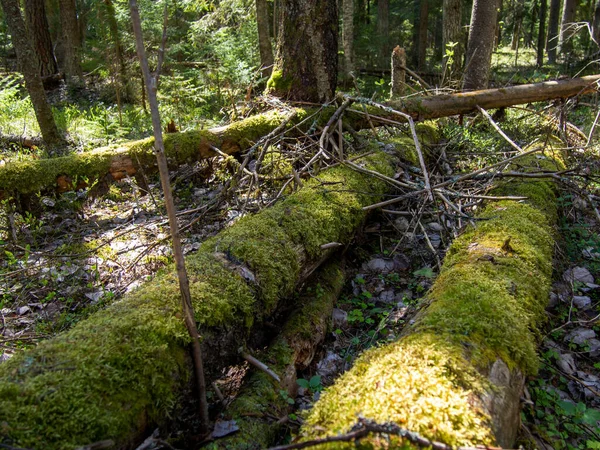 Bosque Mágico Cuento Bosque Coníferas Cubierto Musgo Verde Ambiente Místico — Foto de Stock