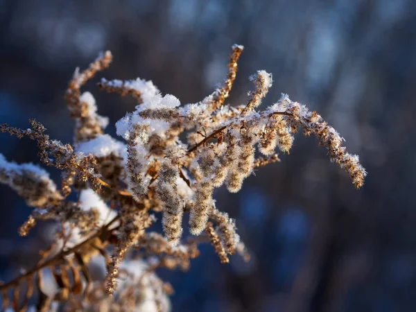 Замерзшая Сухая Трава Закрой Абстрактная Зима Осеннего Природного Фона — стоковое фото