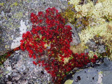 Sonbaharda, parlak renklerde çeşitli yosunlardan oluşan güzel bir tundra halısı. Kırmızı, yeşil ve sarı bitkiler kayalarda. Yakın çekim dokusu