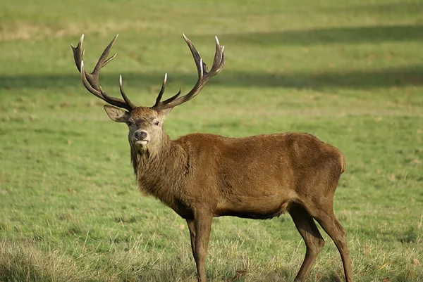 Stag Deer — Stock Photo, Image